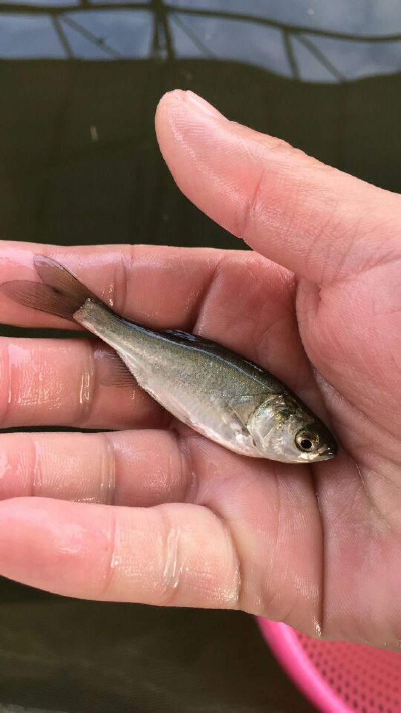 鳊鱼鱼苗白鲢鱼苗调节水质