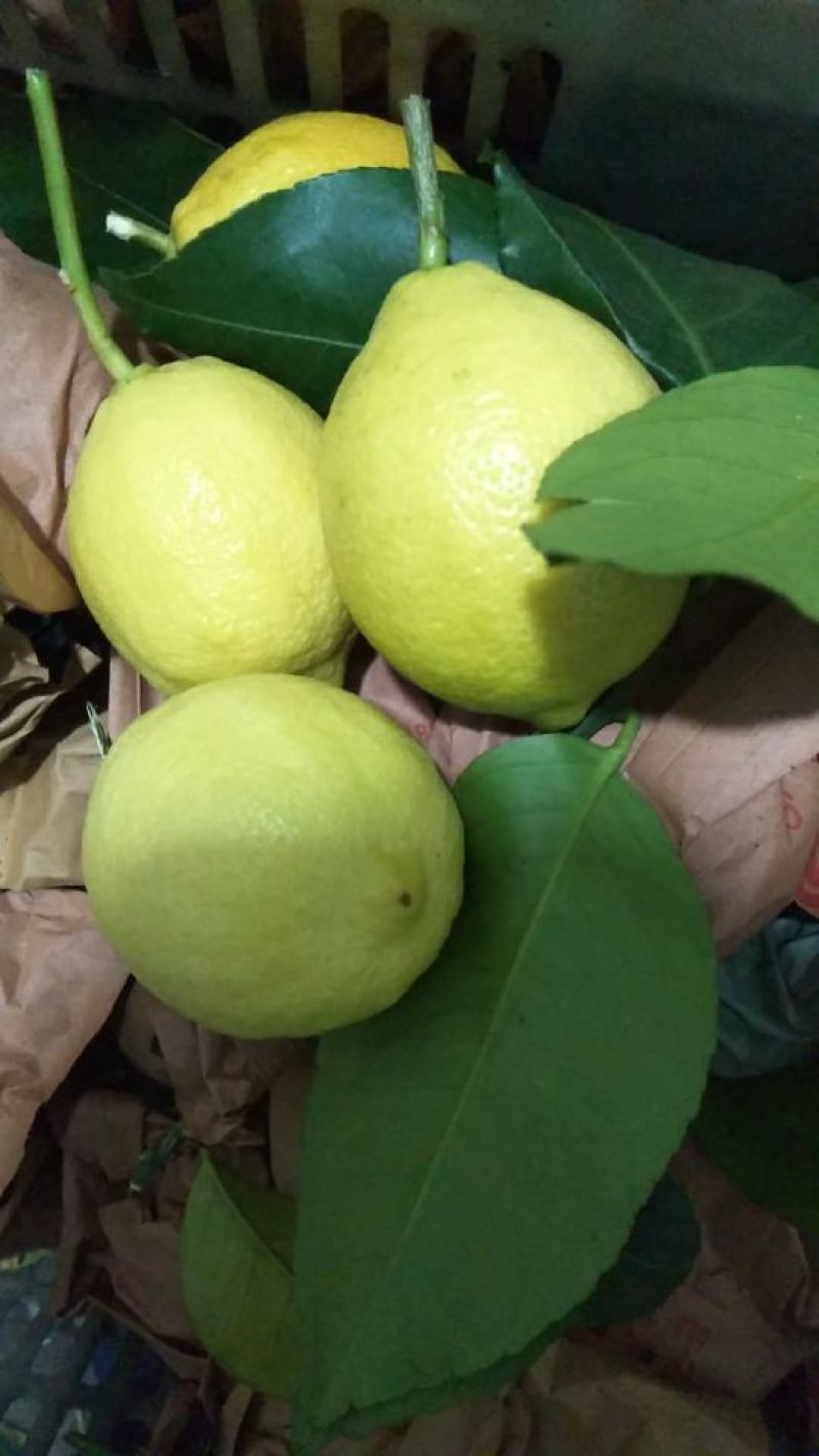 尤力克柠檬2~3.5