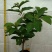 西瓜番石榴苗30~50cm