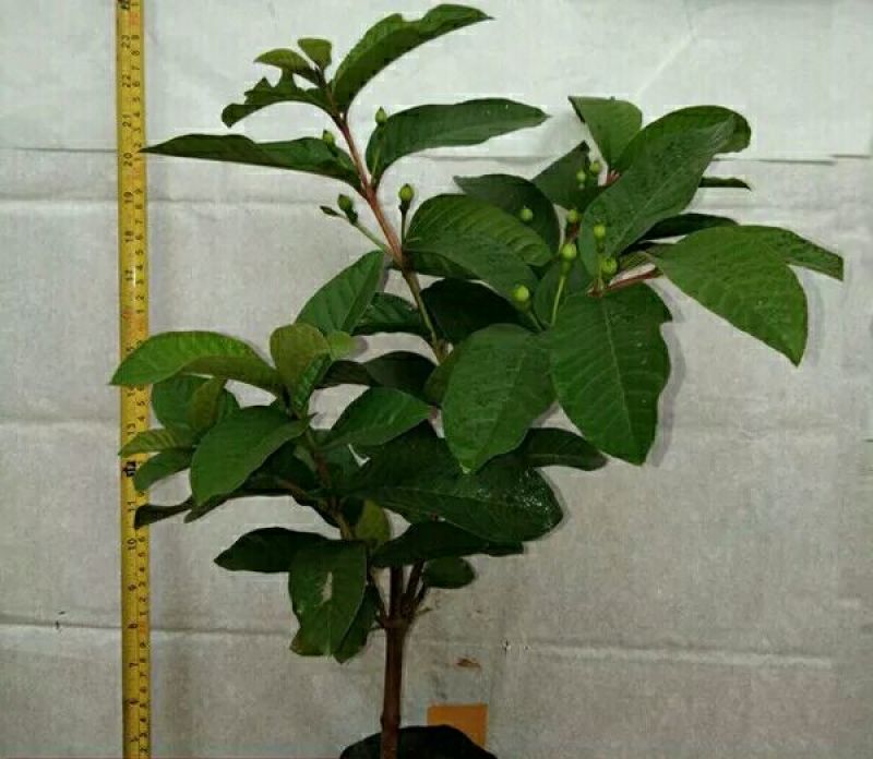 西瓜番石榴苗30~50cm