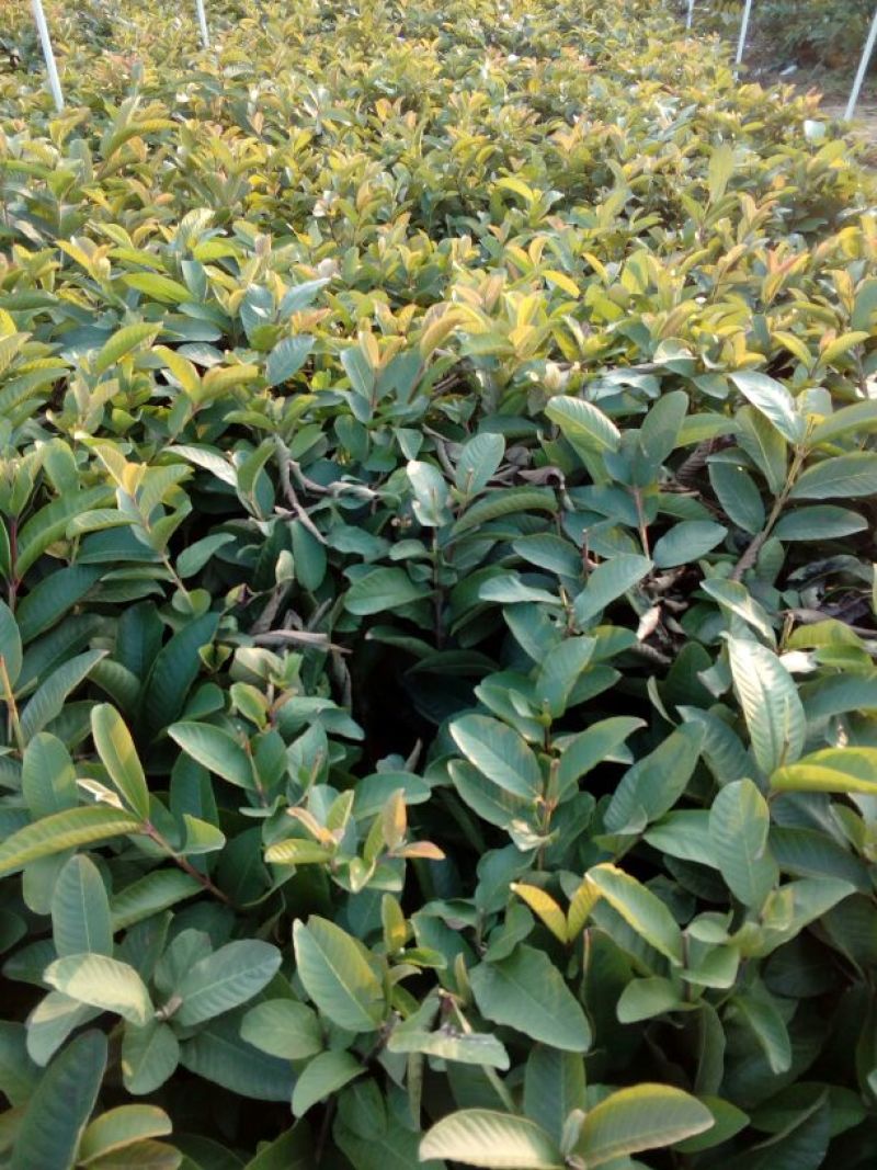 西瓜番石榴苗30~50cm