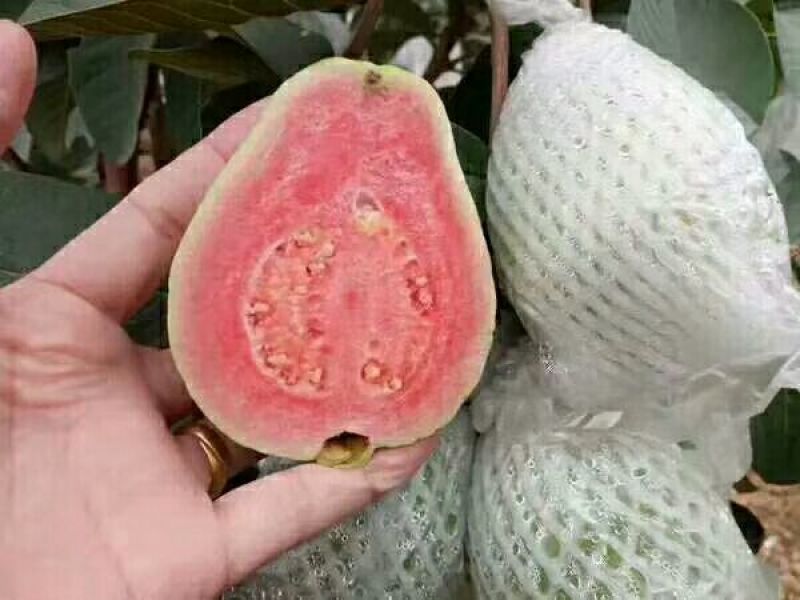 西瓜番石榴苗30~50cm