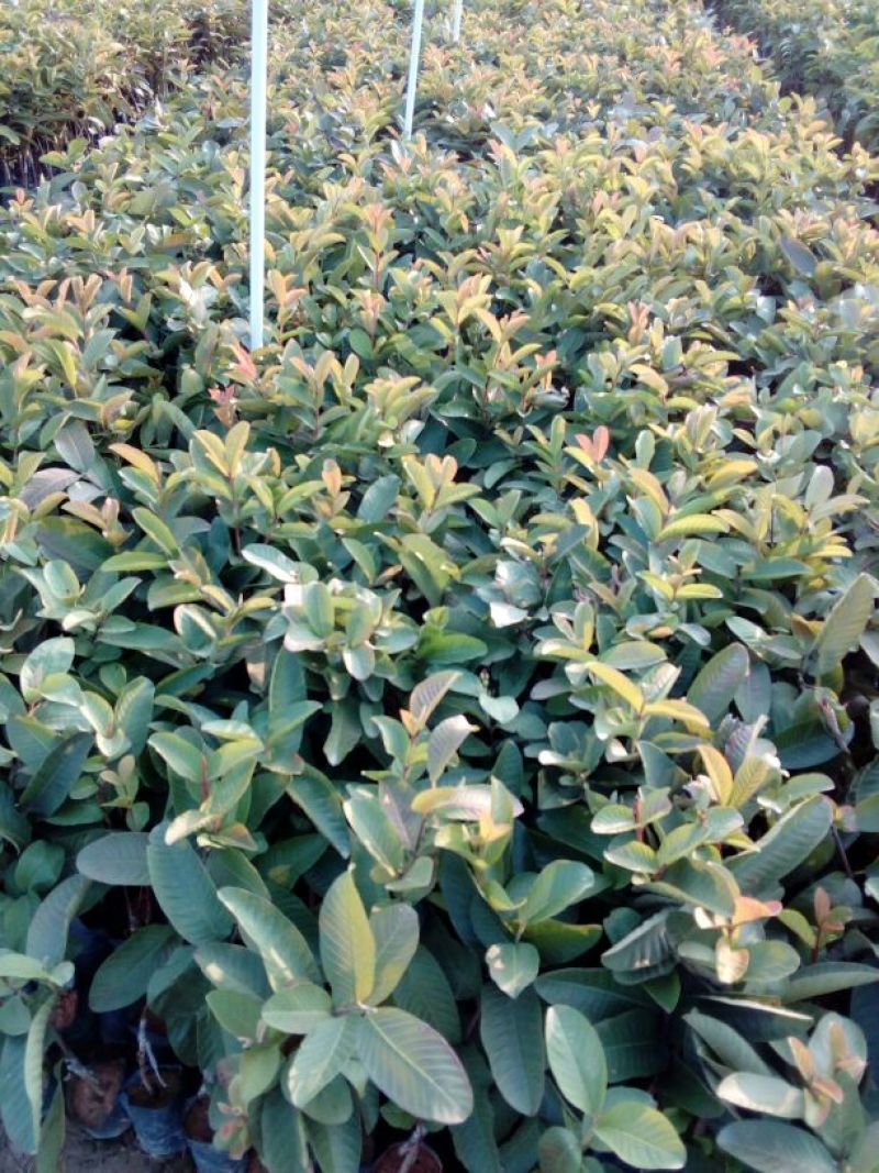 西瓜番石榴苗30~50cm