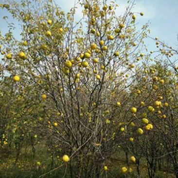 木瓜树30~50cm