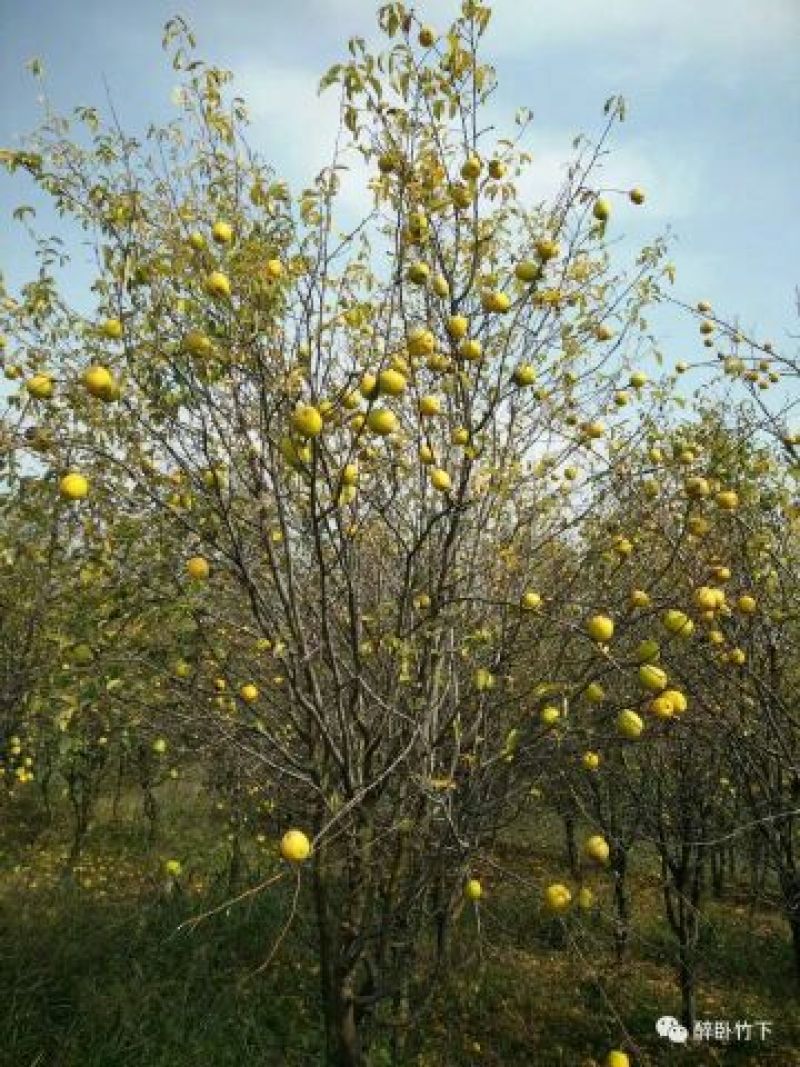 木瓜树30~50cm