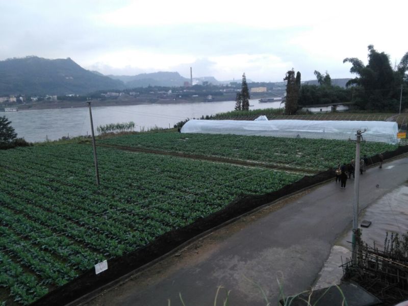 白花菜散装