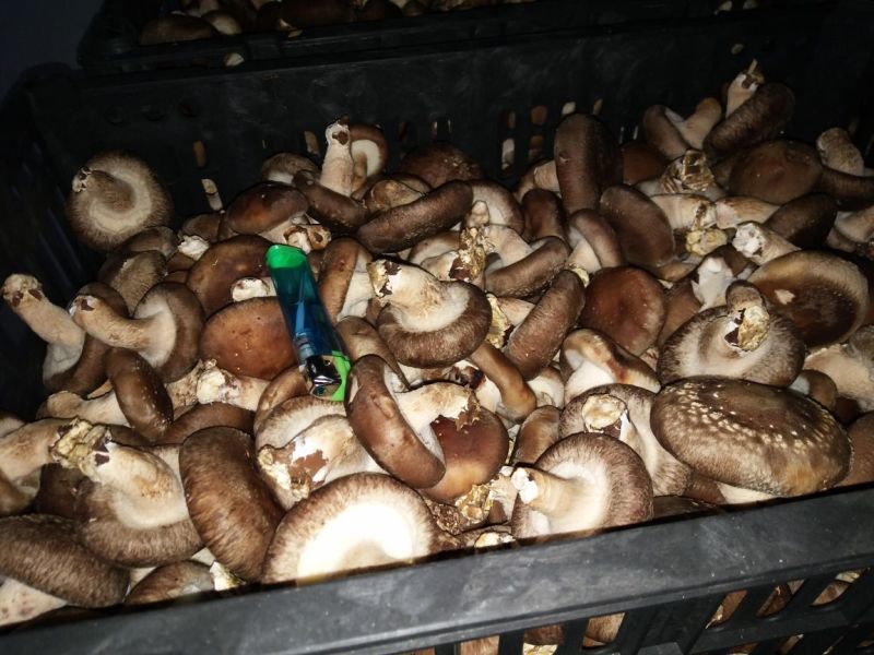 0912香菇不开伞3%鲜货3.5~4cm