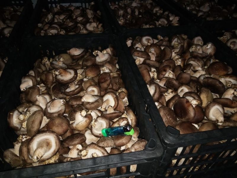 0912香菇不开伞3%鲜货3.5~4cm