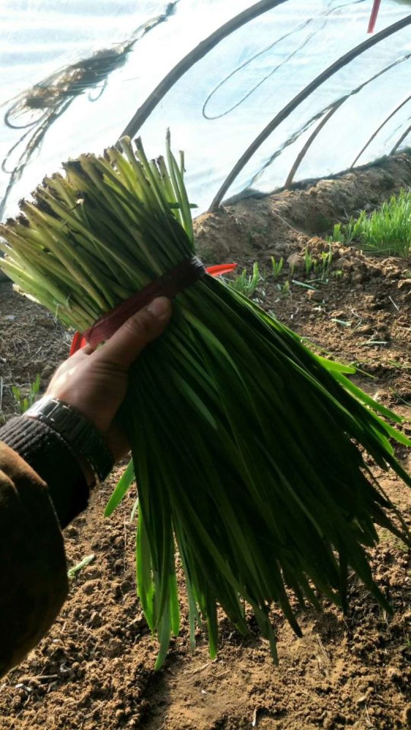 汉中韭菜凌海已经上市