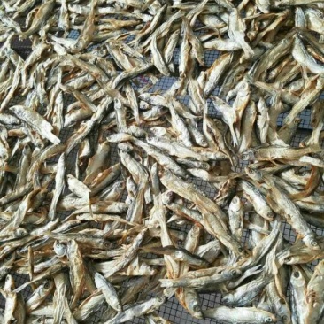 餐鲦鱼