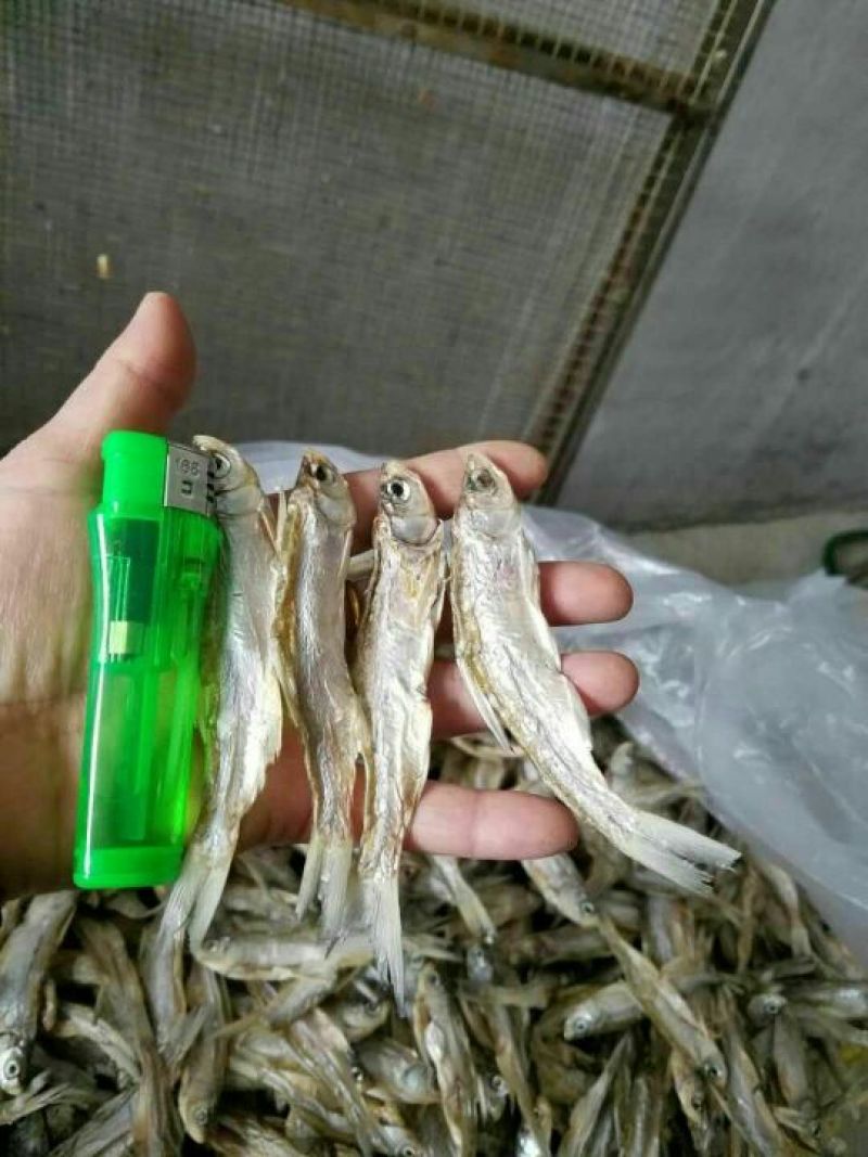 餐鲦鱼