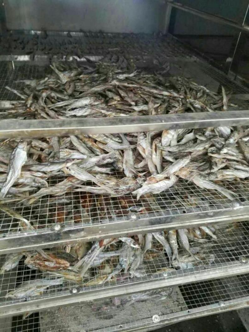 餐鲦鱼