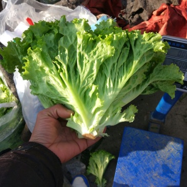 生菜5两~6两