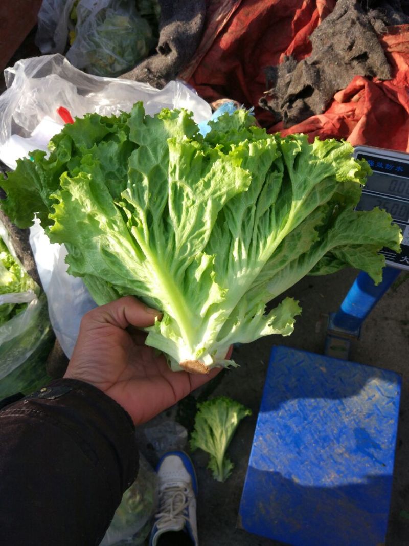 生菜5两~6两