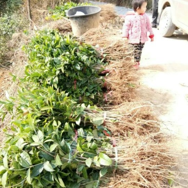 桂花苗八月桂苗金桂苗