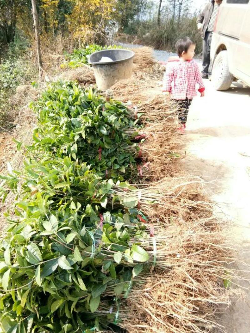 桂花苗八月桂苗金桂苗
