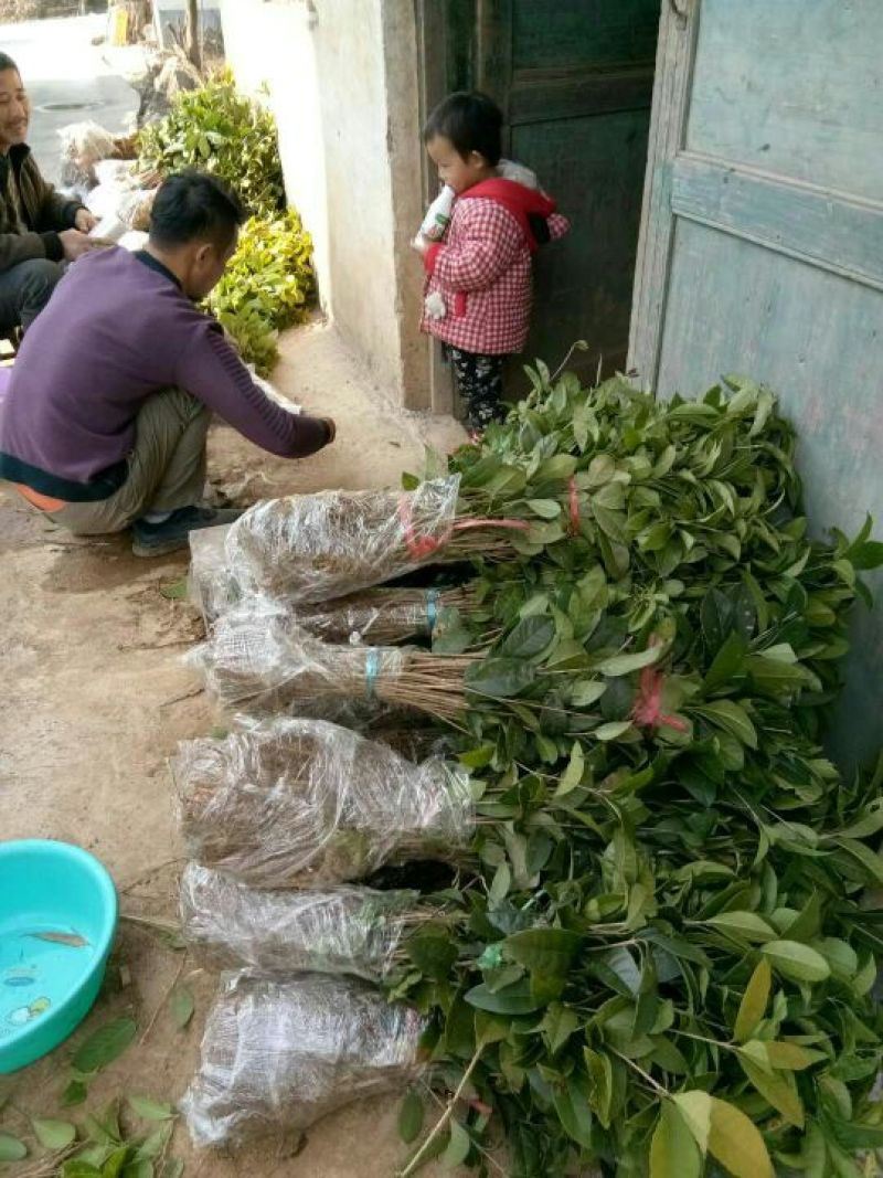 桂花苗八月桂苗金桂苗