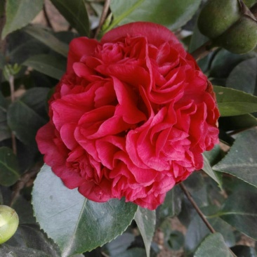 茶花树50~80cm