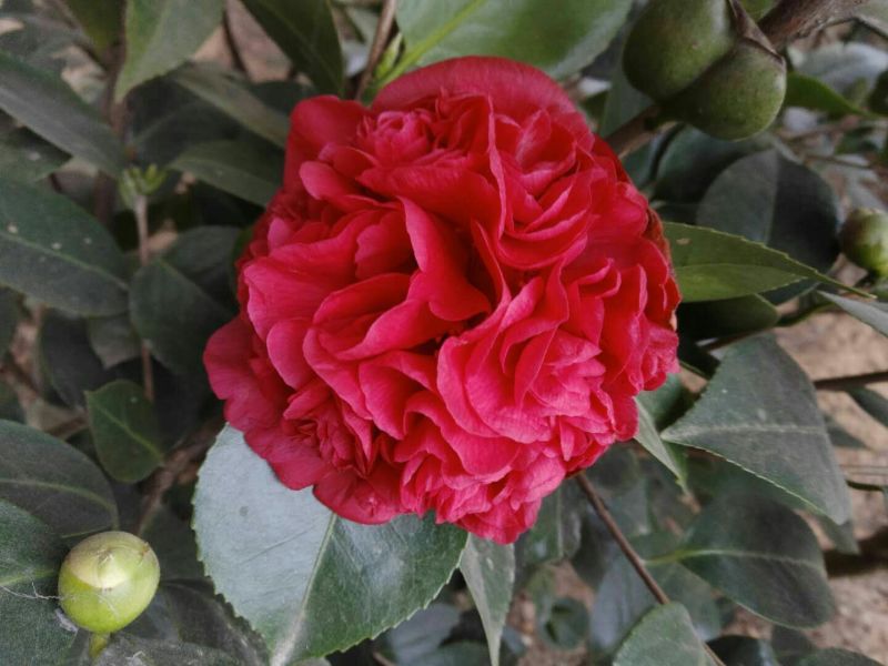 茶花树50~80cm