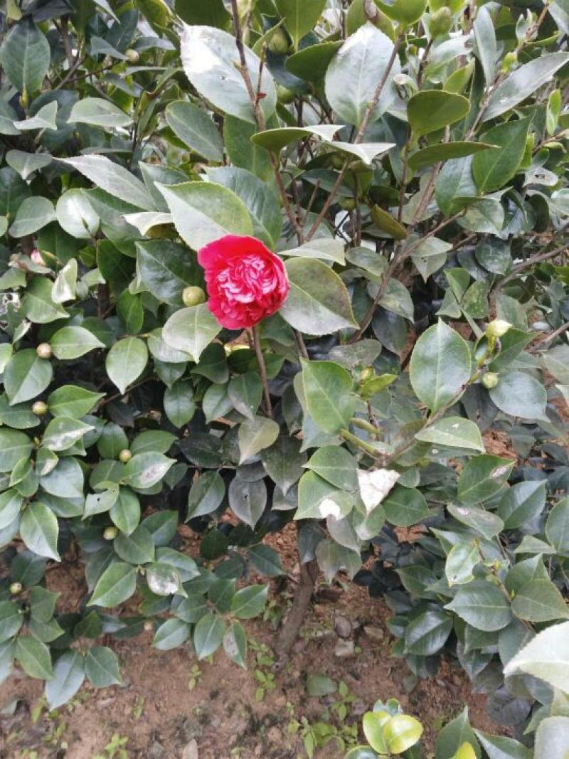 茶花树50~80cm