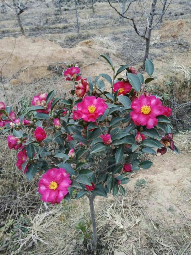 茶花树50~80cm