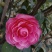茶花树50~80cm