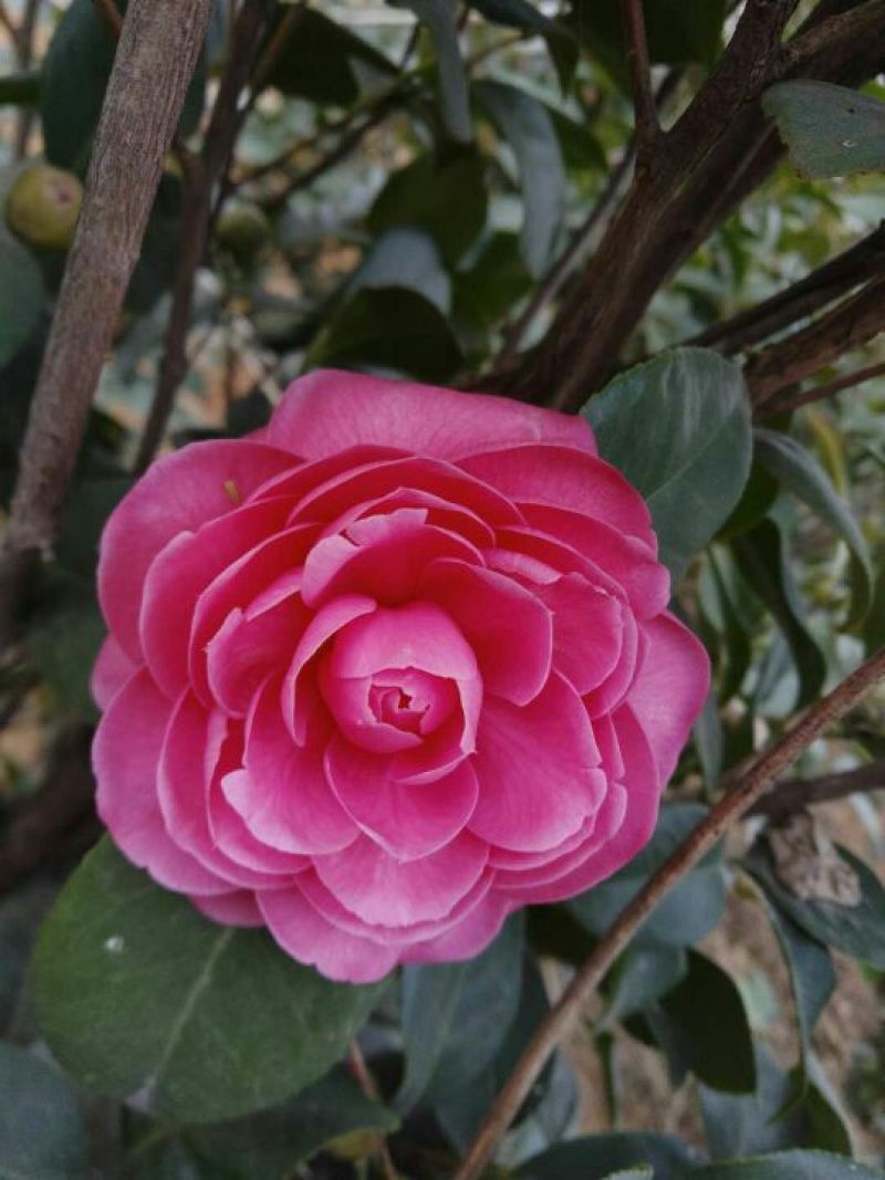 茶花树50~80cm