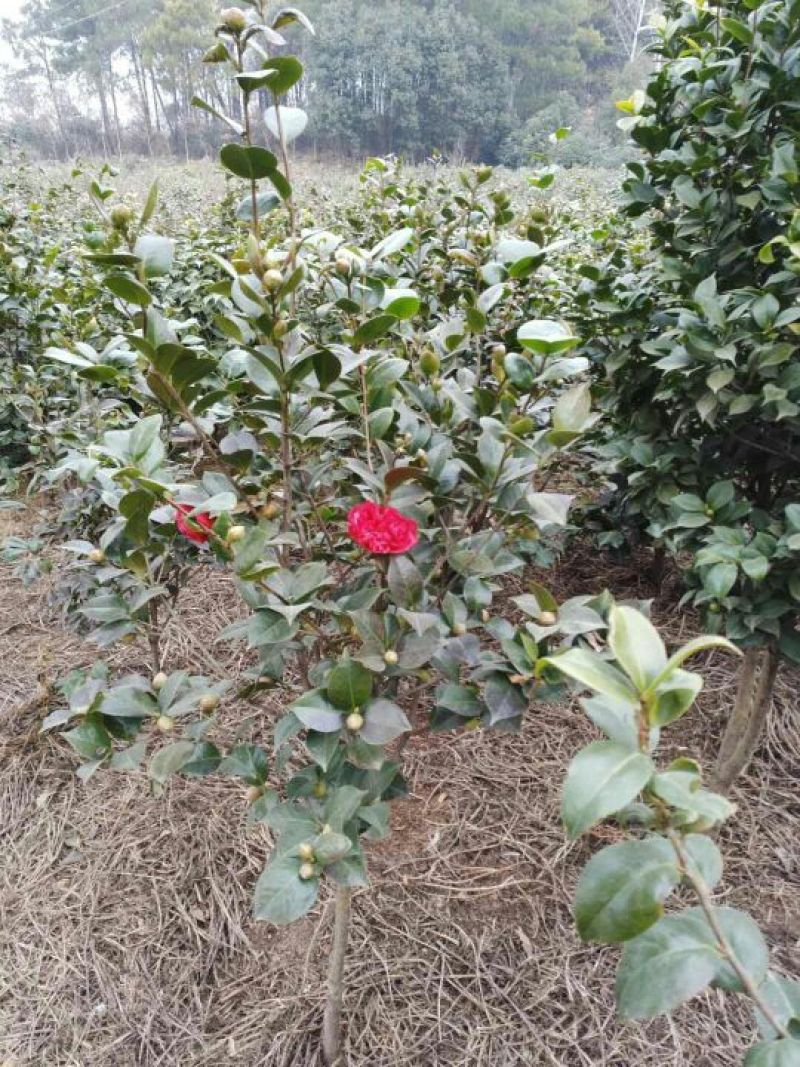 茶花树50~80cm