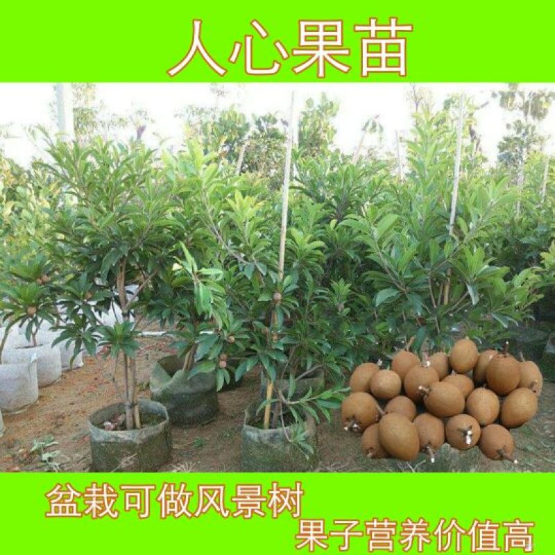 人心果苗