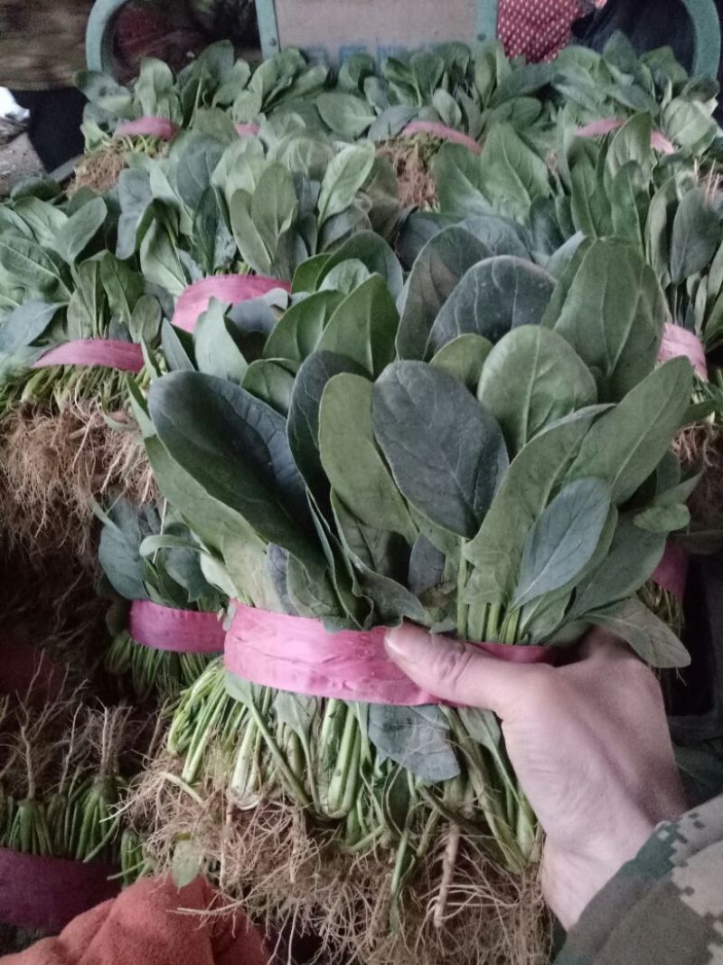 【菠菜】河南菠菜大叶菠菜小叶菠菜品种齐全产地直发