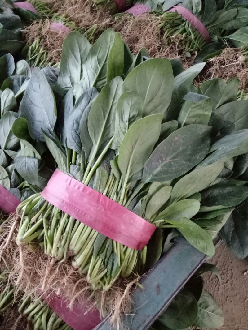 【菠菜】河南菠菜大叶菠菜小叶菠菜品种齐全产地直发