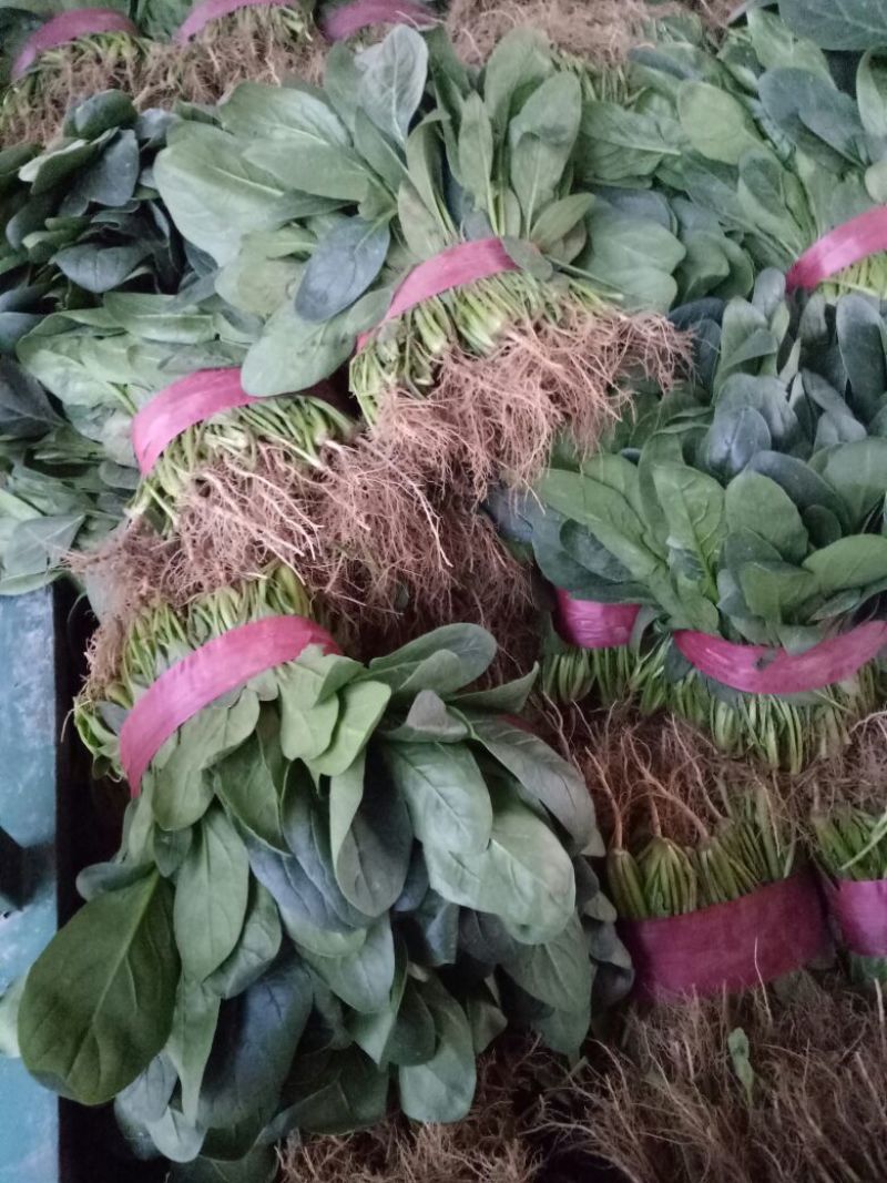 【菠菜】河南菠菜大叶菠菜小叶菠菜品种齐全产地直发