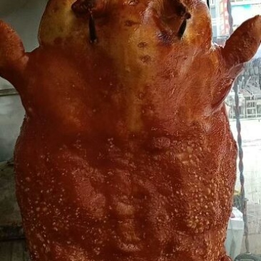 巴马香猪公