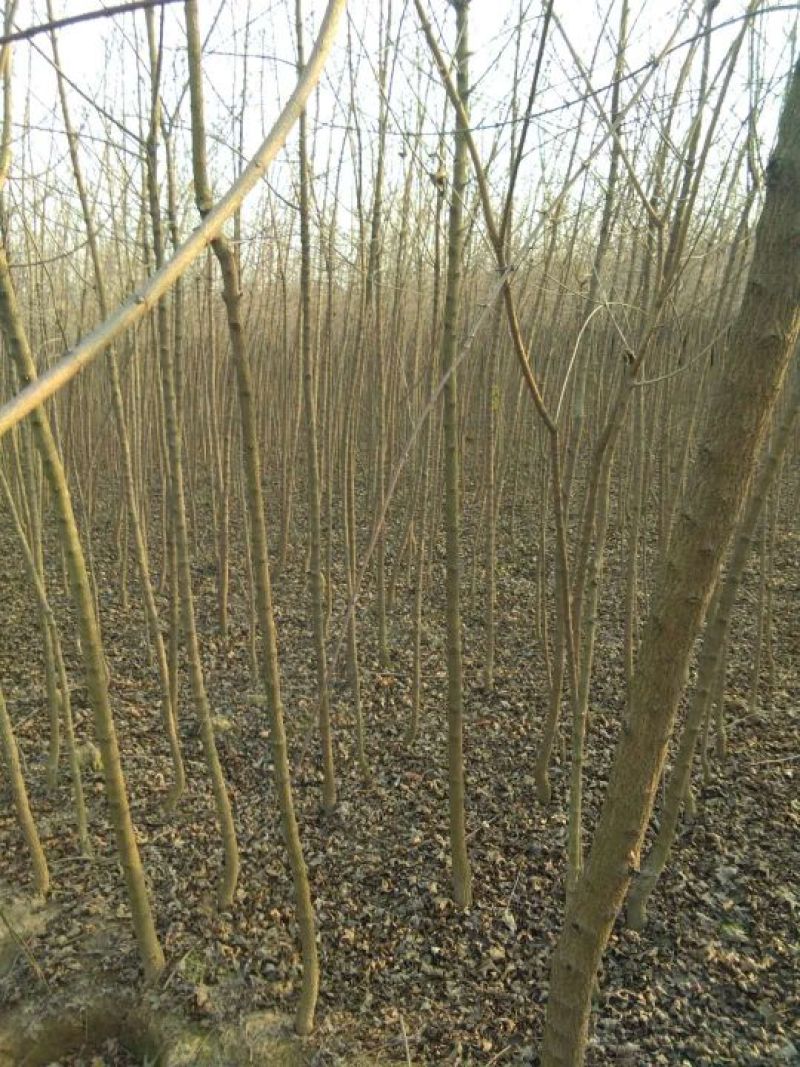 秋枫261~300cm
