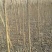 秋枫261~300cm