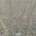 秋枫261~300cm