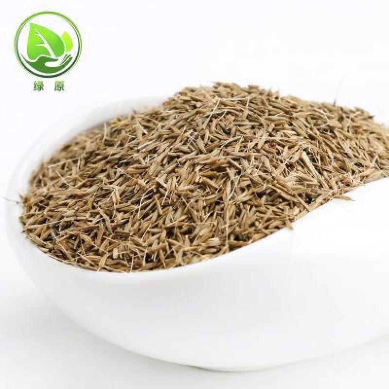 蒲公英籽多年生草本2斤/亩四季播种简单易管理