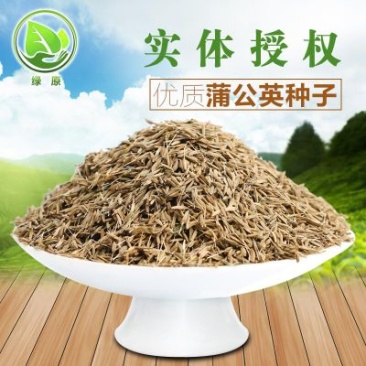 蒲公英籽多年生草本2斤/亩四季播种简单易管理
