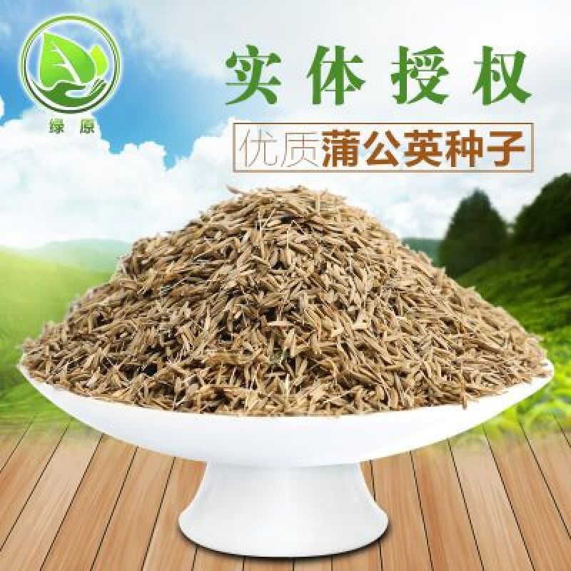 蒲公英籽多年生草本2斤/亩四季播种简单易管理