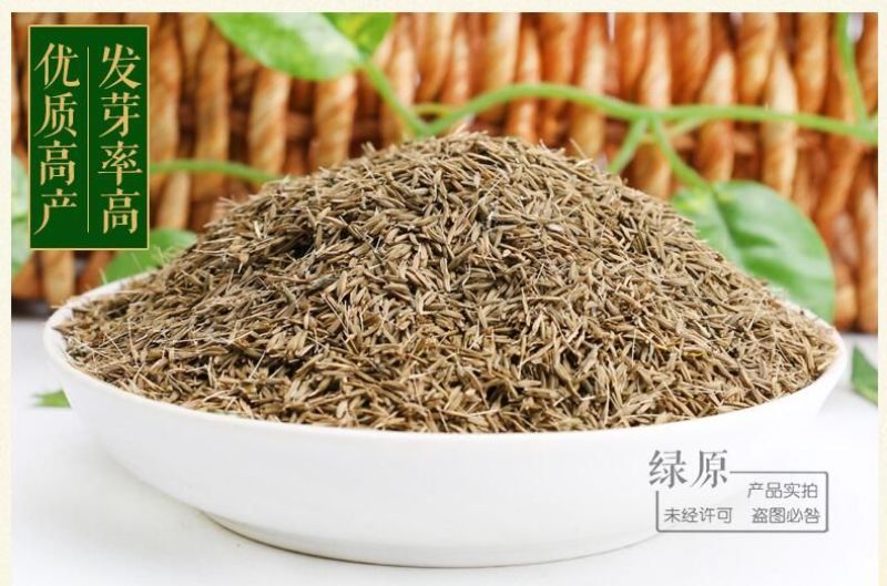 蒲公英籽多年生草本2斤/亩四季播种简单易管理