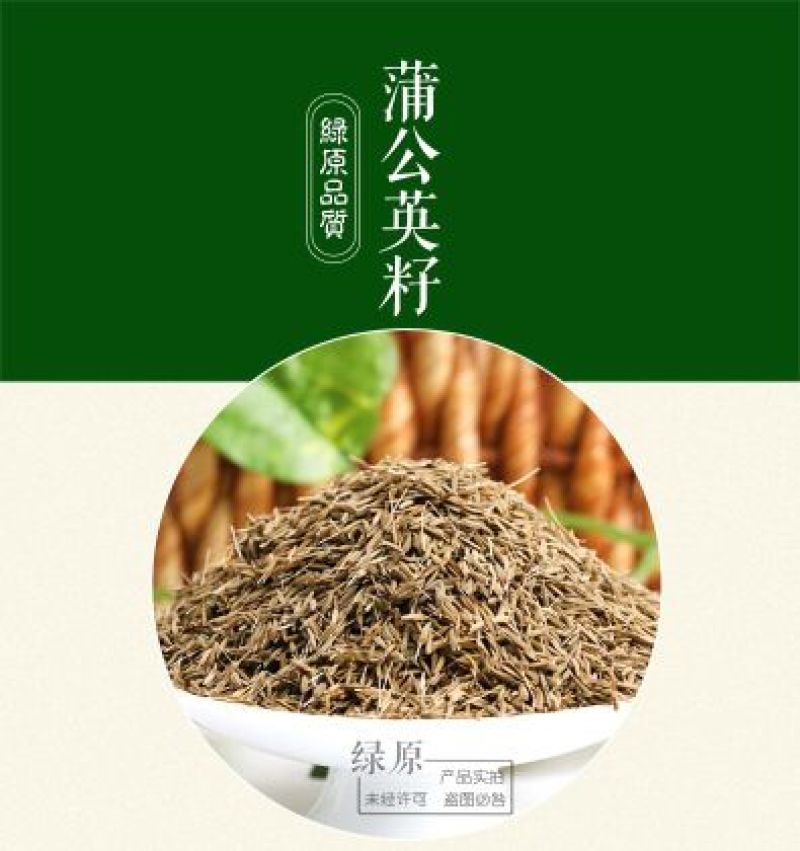 蒲公英籽多年生草本2斤/亩四季播种简单易管理