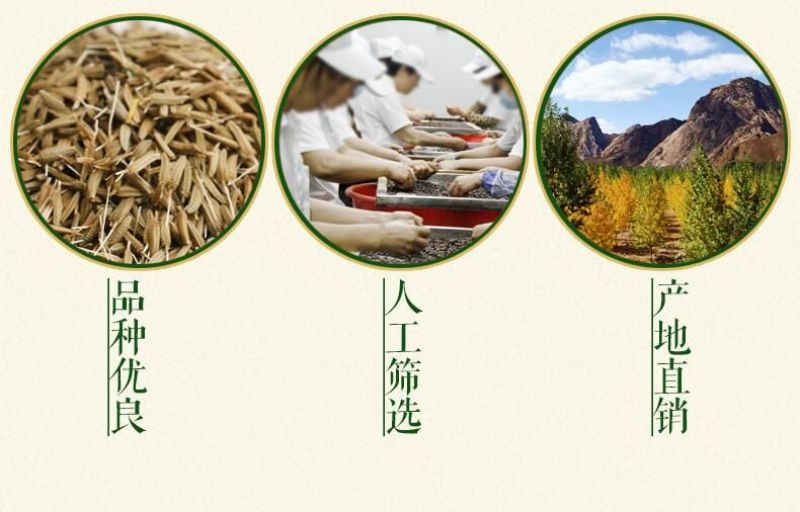 蒲公英籽多年生草本2斤/亩四季播种简单易管理