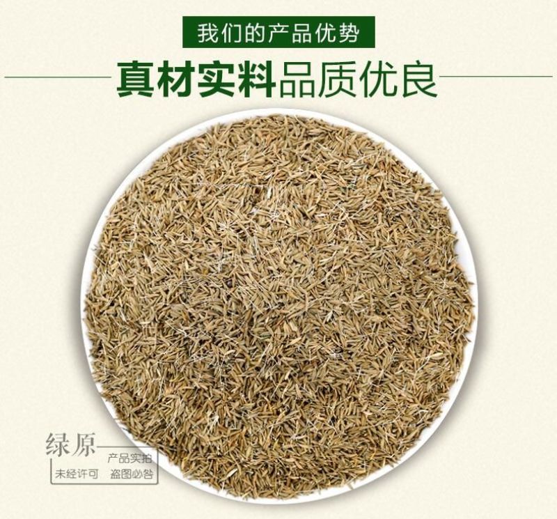蒲公英籽多年生草本2斤/亩四季播种简单易管理