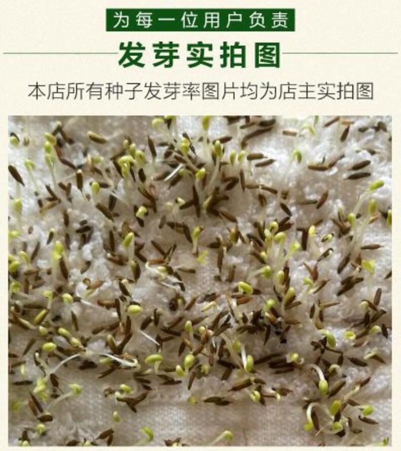 蒲公英籽多年生草本2斤/亩四季播种简单易管理