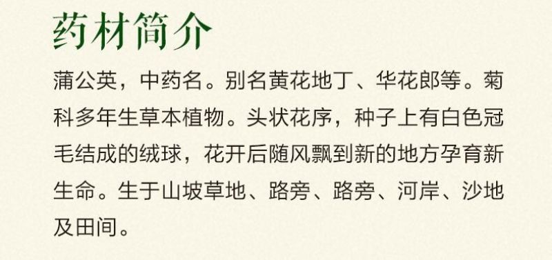 蒲公英籽多年生草本2斤/亩四季播种简单易管理