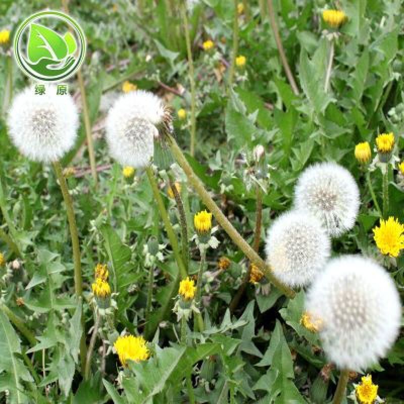 蒲公英籽多年生草本2斤/亩四季播种简单易管理