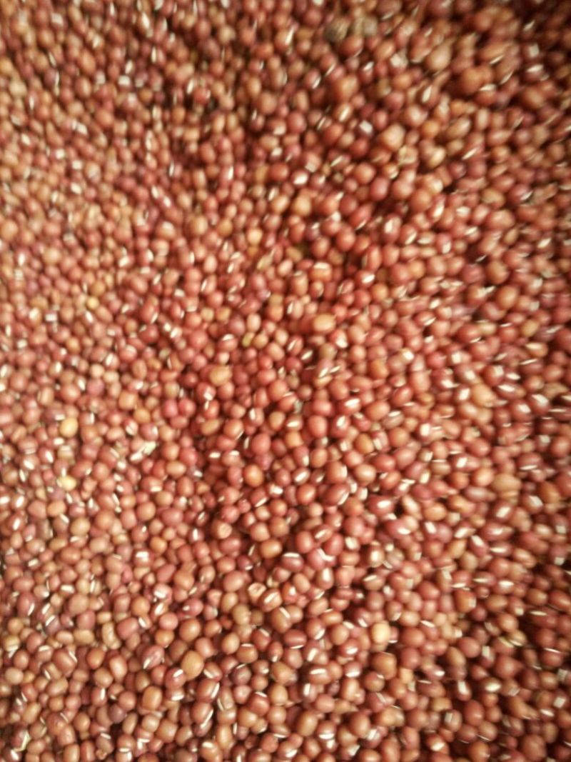 红小豆散装