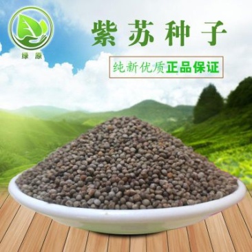紫苏种子春夏播种一年生草本简单易管理适应能力强