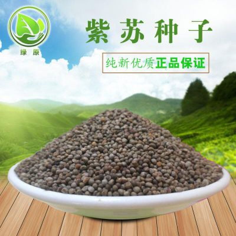 紫苏种子春夏播种一年生草本简单易管理适应能力强
