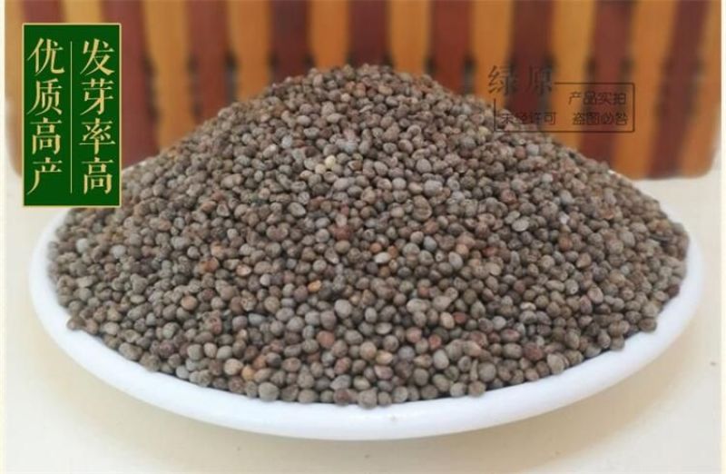 紫苏种子春夏播种一年生草本简单易管理适应能力强